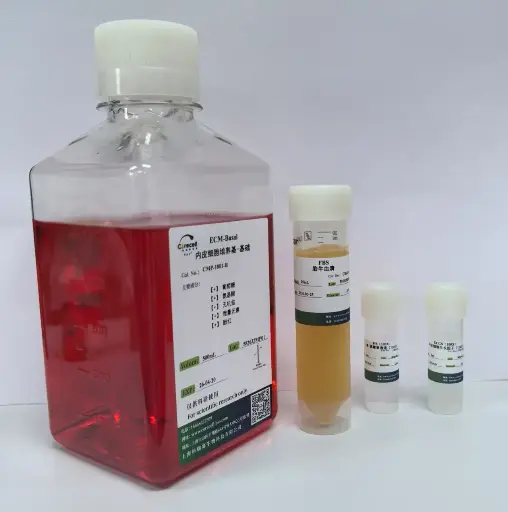 VCaP 人前列腺癌细胞