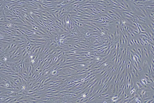 HUVEC原代人脐静脉内皮细胞